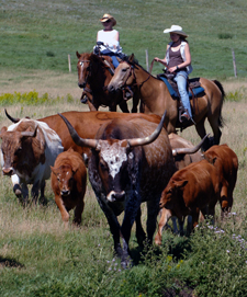 Canada-Alberta-Porcupine Hills Working Ranch and Round Ups